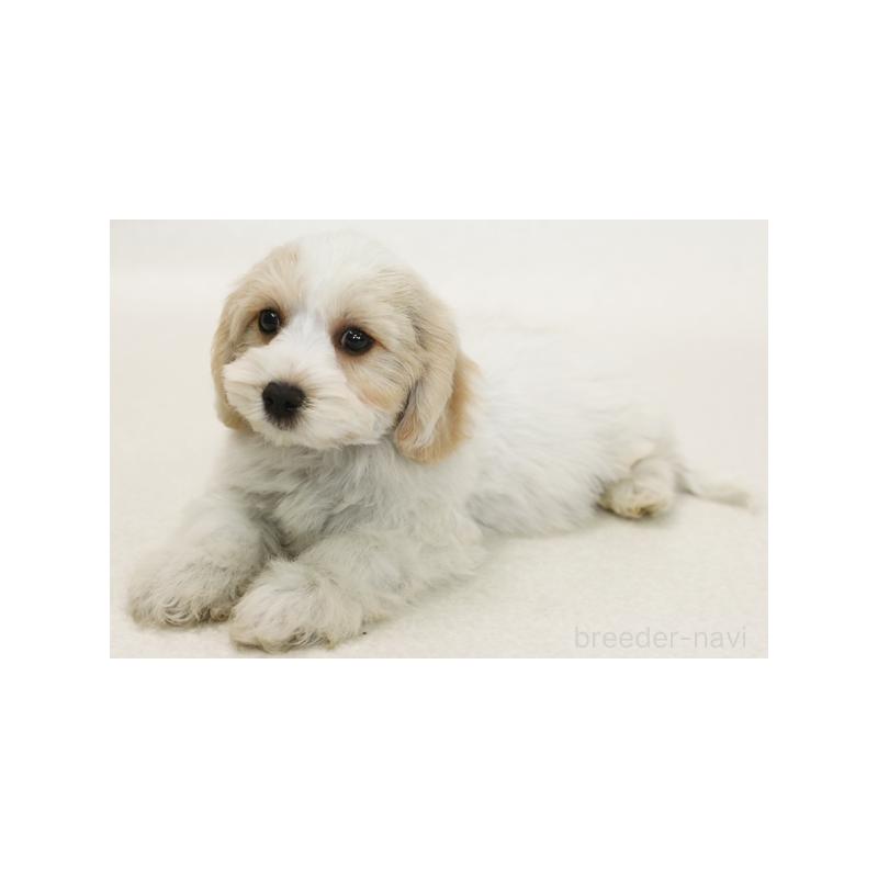 販売中の神奈川県のミックス犬-386721